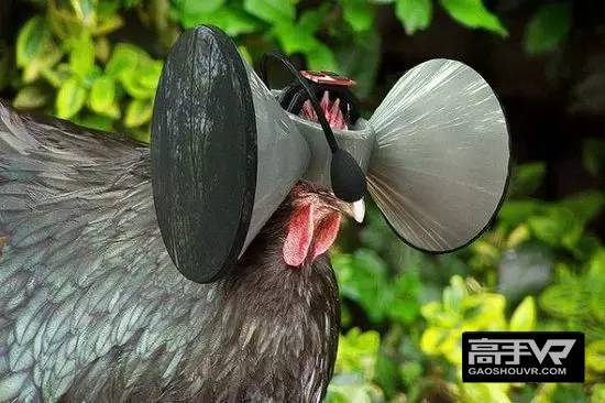 给鸡用VR这真的人道吗？